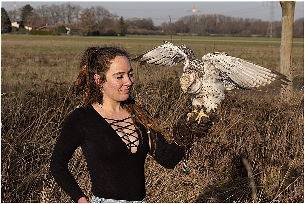 Cheyenne-Halbblut Hunting Wolf in der Falknerei Pierre Schmidt; Gymnich, 09.02.2023